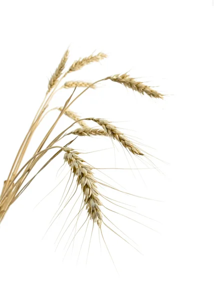 白い背景の上に小麦 — ストック写真
