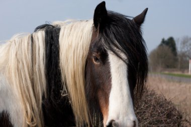 Horse clipart