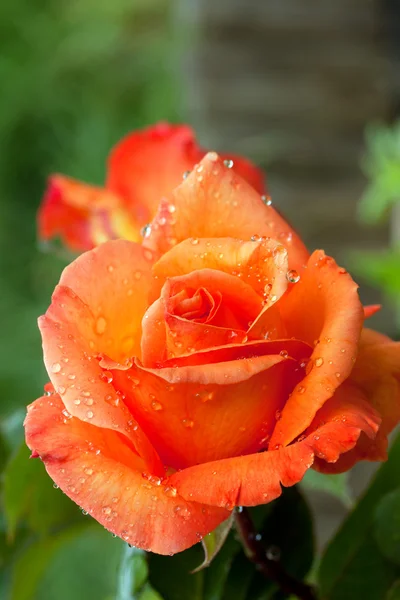 Englisch rose — Stockfoto