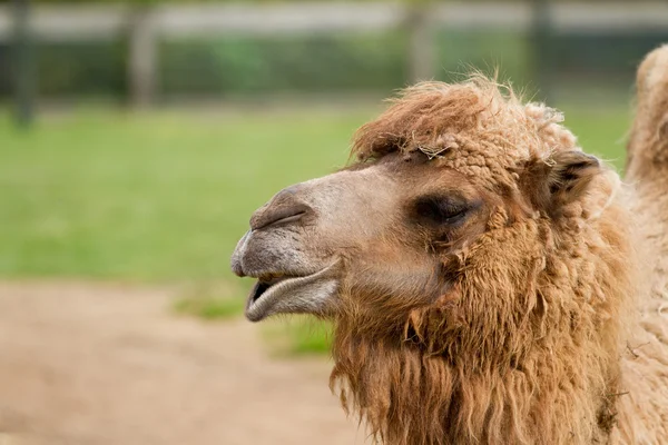 Camel — Stock Photo, Image