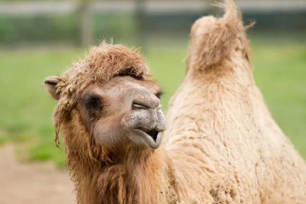 Camel — Stock Photo, Image