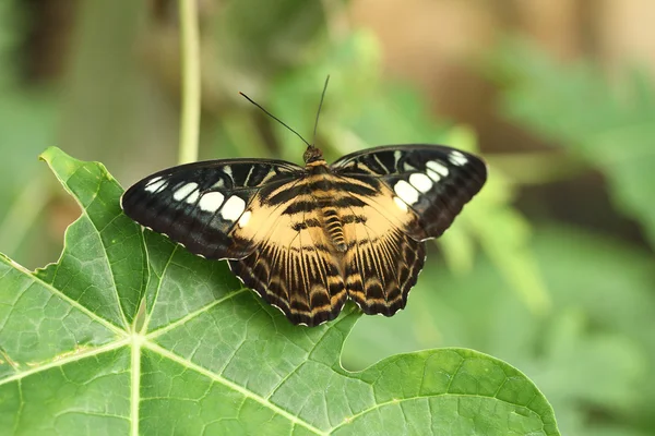 Vlinder, clipper, Parthenos sylvia — Stockfoto