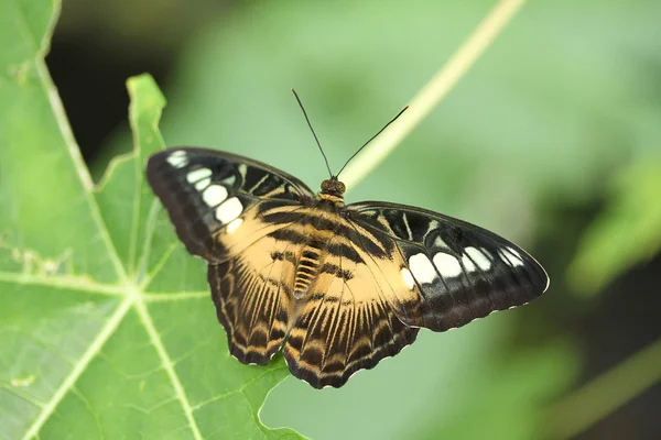 Papillon, tondeuse, Parthenos sylvia — Photo