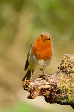 Robin redbreast clipart