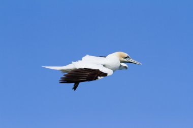 Gannet