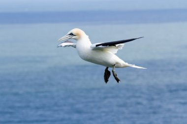 Gannet