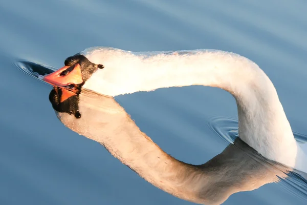 White swan — Stock Photo, Image