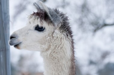 White llama clipart