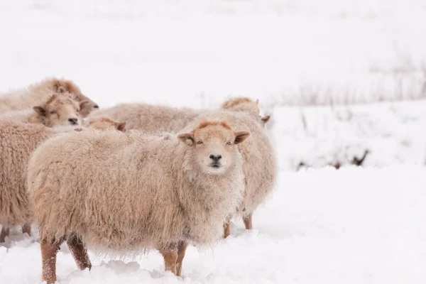 Πρόβατα Φωτογραφία Αρχείου