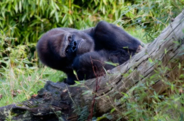 Gorilas de montaña Silverback — Foto de Stock