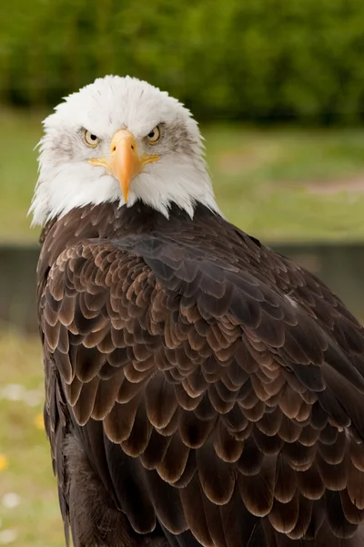 Білоголовий орлан Ліцензійні Стокові Фото