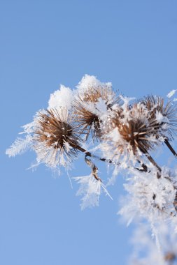 donmuş teasel