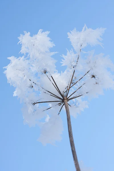 stock image Frozen flower