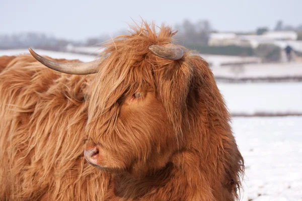 Vaca escocesa Highland — Fotografia de Stock