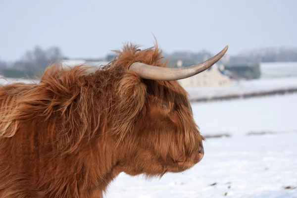 Scottish highland cow — Stock Photo, Image