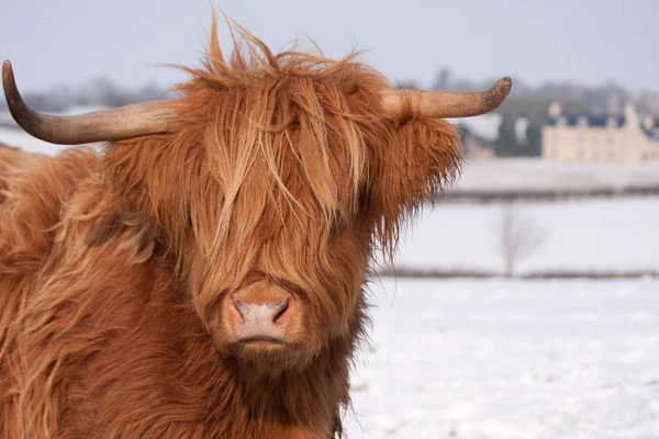 Σκωτίας αγελάδα ορεινών περιοχών — Φωτογραφία Αρχείου