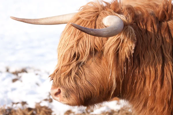 Skót Felföldi tehén — Stock Fotó