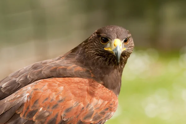 Brun falcon — Stockfoto