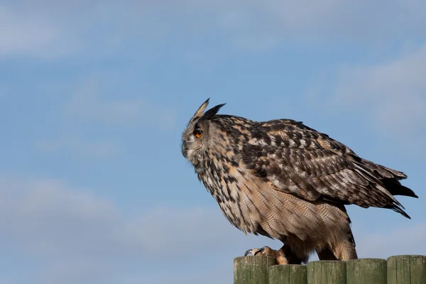 Coruja de águia — Fotografia de Stock