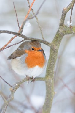 Robin redbreast clipart