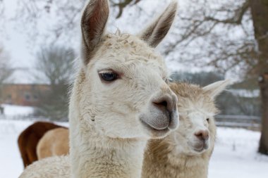 Lama kar