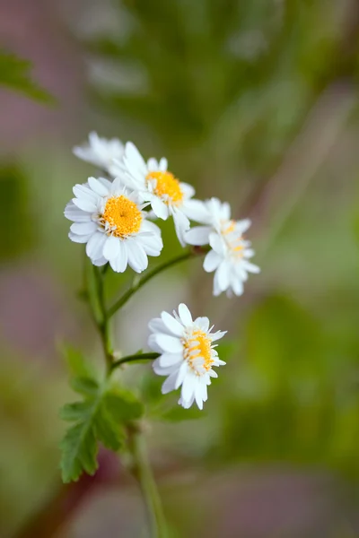Květy sedmikrásky — Stock fotografie