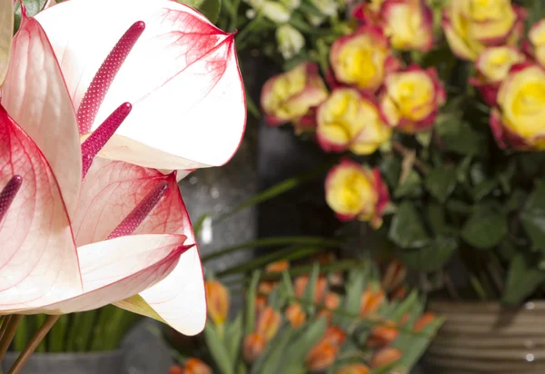 Фламінго квітка крупним планом і троянди на фоні DOF — стокове фото