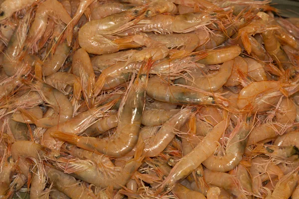 鲜亚得里亚海棕色虾 — 图库照片