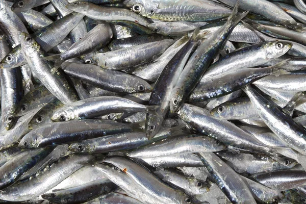 Fresh sardines from non poluted sea — Stock Photo, Image