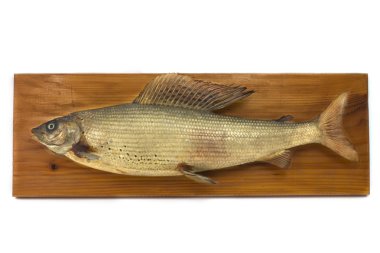 Capital Grayling, dried, Taxidermy on wood,3D clipart