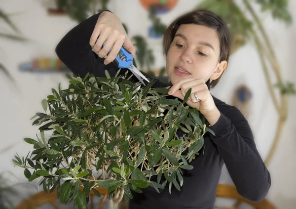 Девушка стрижет маленькое оливковое дерево — стоковое фото