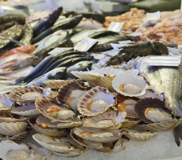 Vieiras frescas en el mercado de pescado — Foto de Stock