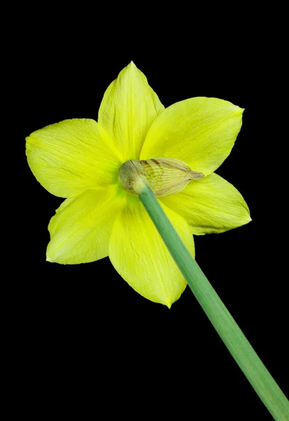 Kwiat wiosny — Zdjęcie stockowe