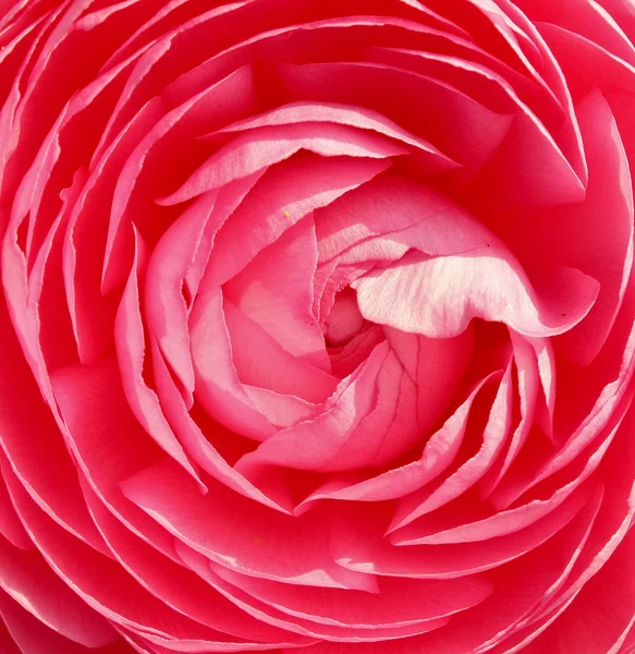 Flor vermelha — Fotografia de Stock