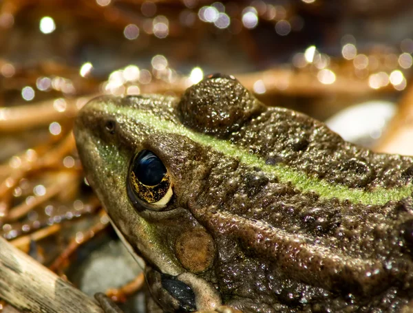 개구리 근접 촬영 — 스톡 사진