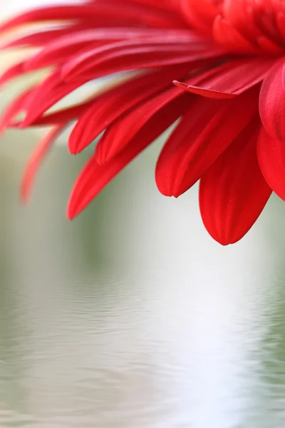 Κόκκινο λουλούδι — Φωτογραφία Αρχείου