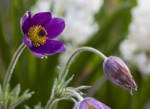 Flower purple — Stock Photo, Image