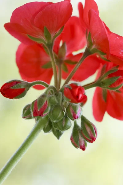 Çiçek kırmızı — Stok fotoğraf