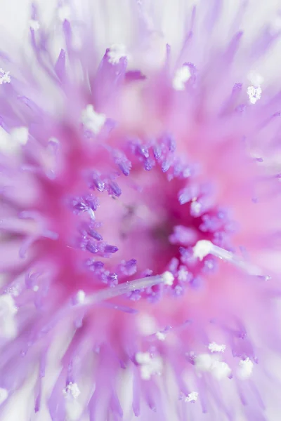Flower petals — Stock Photo, Image