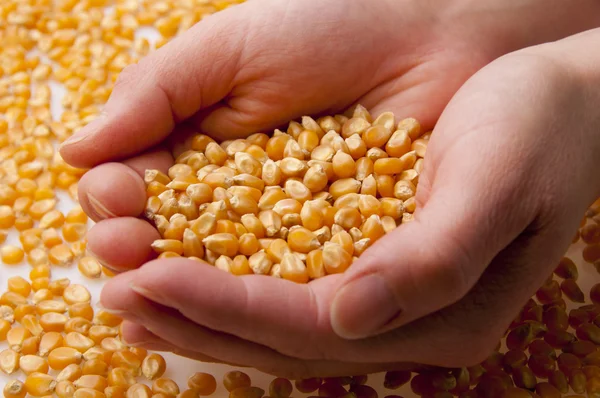 stock image Grain of corn in hands.