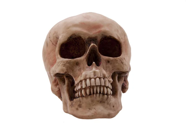 두개골 전면 보기 — 스톡 사진