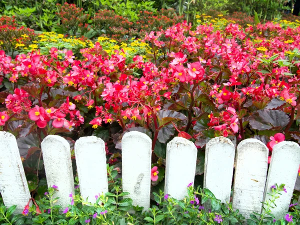 Witte hek en kleurrijke bloemen. — Stockfoto