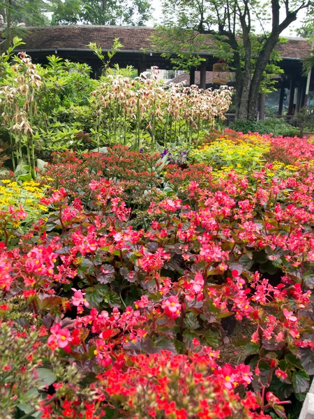 Kleurrijke bloem in de tuin — Stockfoto