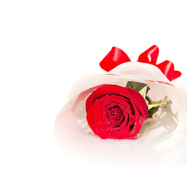 Red Rose isolated on white — Stock Photo, Image