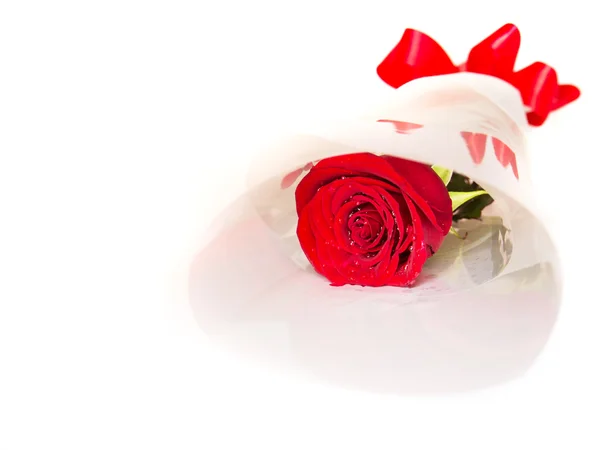 Red Rose isolated on white — Stock Photo, Image