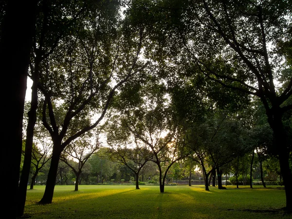 Sunset in park with trees and green grass — Stock Photo, Image