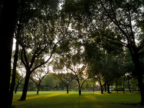 stock image Sunset in park with trees and green grass