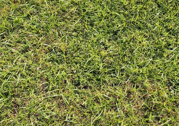 Superfície de grama verde — Fotografia de Stock