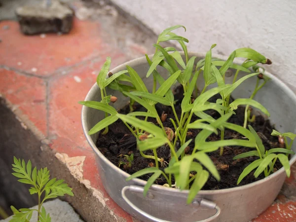 Water Spinach in pot;Ipomoea aquatica — Stock Photo, Image