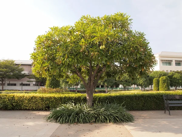Granaatappelboom — Stockfoto